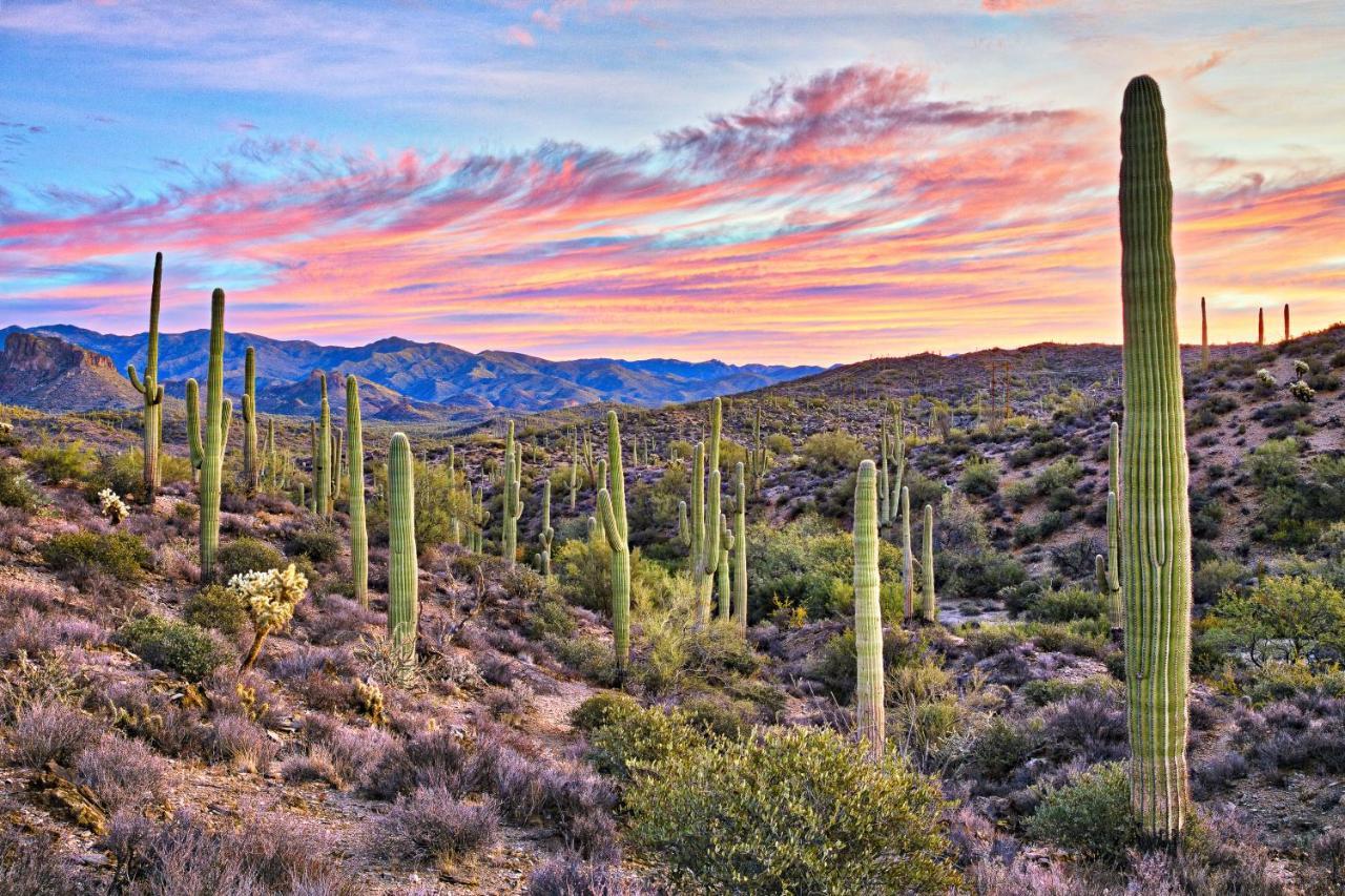 Summer Lovin * Phoenix